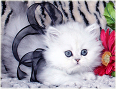 baby doll persian