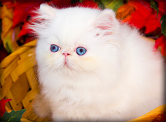 teacup-kittens-for-sale-in-florida