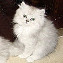 Persians by Rhonda RB Cathouse, AR