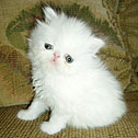 Precious Poms N Persians, AZ