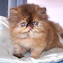 Admat Cattery, Australia