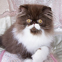 Admat Cattery, Australia