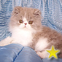 Admat Cattery, Australia