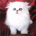 Dazzle M Persians