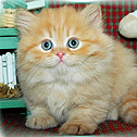 Boutique Kittens, Colorado