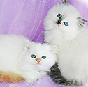 Boutique Kittens, Colorado
