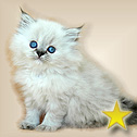 Boutique Kittens, Colorado