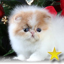 Purr-Fect Angels Boutique, CO