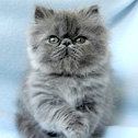 Purr-Fect Angels Boutique, CO