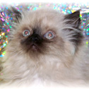 Purr-Fect Angels Boutique, CO