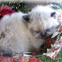 Purr-Fect Angels Boutique, CO