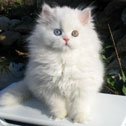 Treasured Kittens, CO