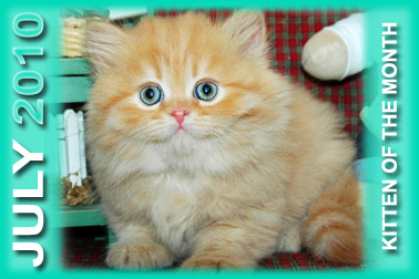 Boutique Kittens, CO