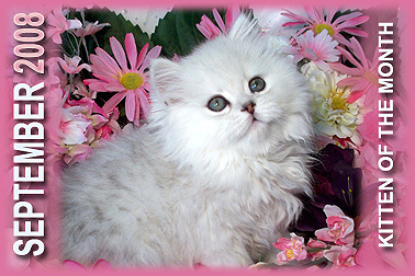 Treasured Kittens, CO