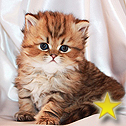 Persians Of Jewels Vaughn, KY
