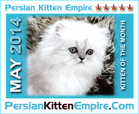 Persian Kitten Empire - GLOBAL Breeder Directory