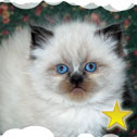 Isle of Crete Cattery, TN