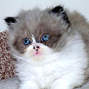 Lapeyrouse Himalayan & Persian Kittens, TX