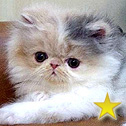 Lapeyrouse Himalayan & Persian Kittens, TX