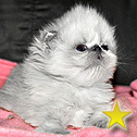 Lapeyrouse Himalayan & Persian Kittens, TX