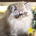 Lapeyrouse Himalayan & Persian Kittens, TX