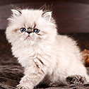 Perfect Cats - Himalayans, TX