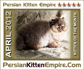 Persian Kitten Empire - GLOBAL Breeder Directory