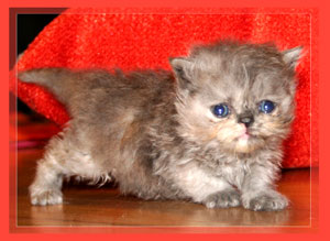Persian Tortie - click for more Photos & VIDEO