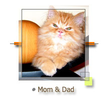 Persian Cat