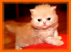 Red Persian - click for more Photos & VIDEO