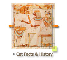Persian Cat History