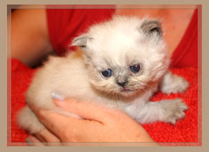 Blue Cream Persian Kitten - click for more Photos & VIDEO