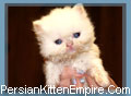 Persian Kittens - Pure Breed Persian & Himalayan Kittens with Pedigree